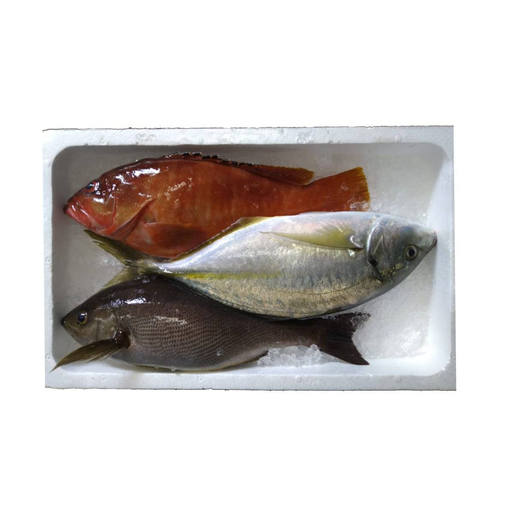 五島列島産 天然高級鮮魚BOX 3kg｜林鮮魚店– にほんものストア